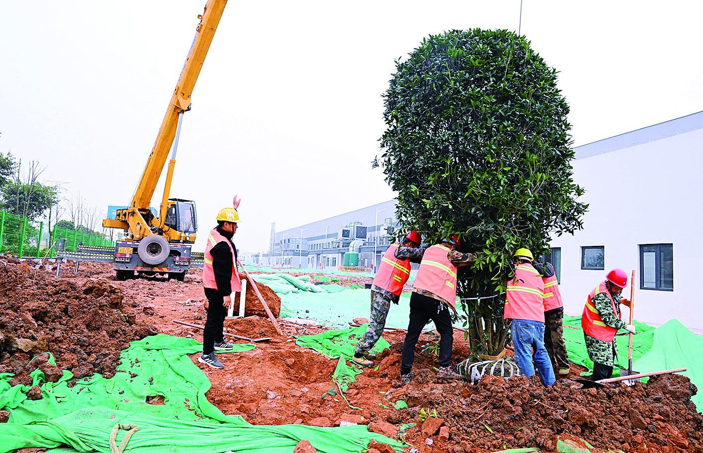 春節奮戰不停歇，重慶“燈塔工廠”四月竣工在即，園林綠化同步推進